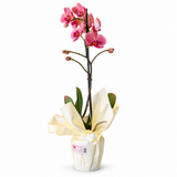 ORQUIDEAS 1 TALLO  SYM 1/1 U