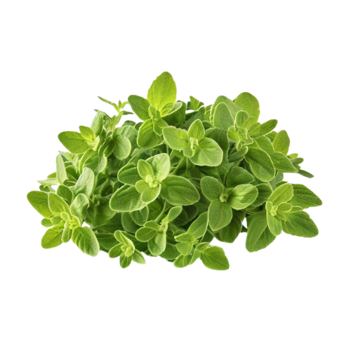 TECOLOTE OREGANO BOLSA 1 UNIDAD