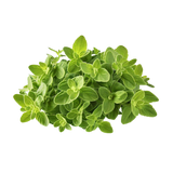 TECOLOTE OREGANO BOLSA 1 UNIDAD