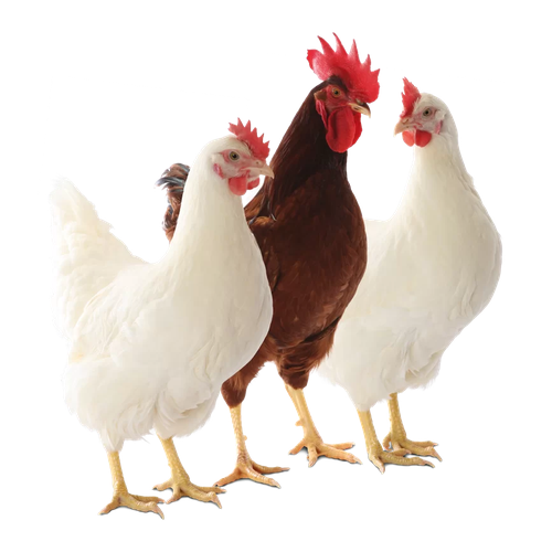 MARKET GALLINA 1LB