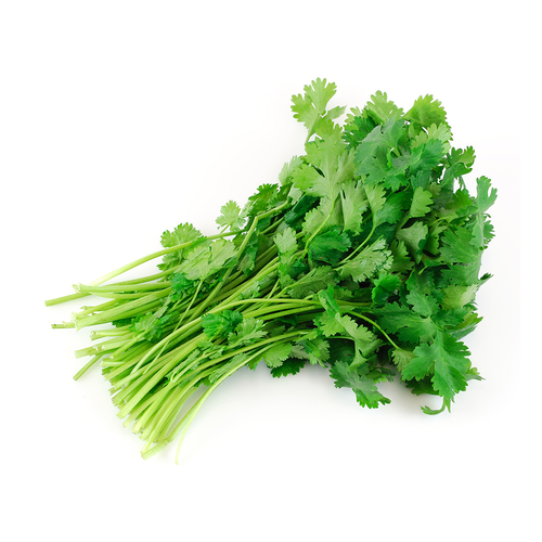 TECOLOTE CILANTRO 1 UNIDAD