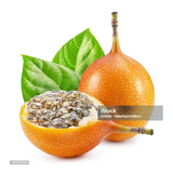 TECOLOTE GRANADILLA 1 UNIDAD