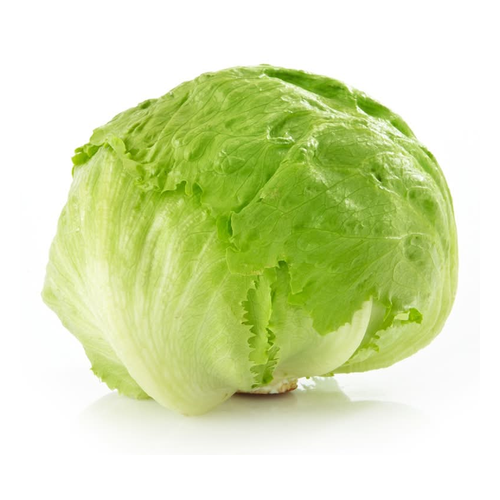 TECOLOTE LECHUGA ICEBERG 1 UNIDAD