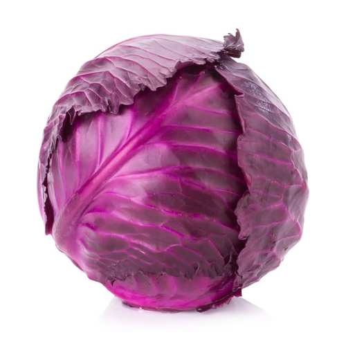 TECOLOTE REPOLLO MORADO 1 UNIDAD