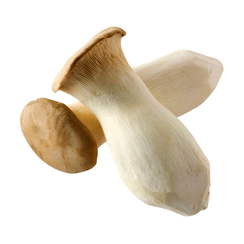 VIRTUD MILHONGO HONGO KING OYSTER 8 OZ